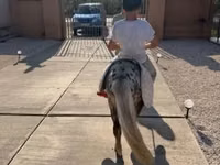 Caballo, Falabella — foto 4