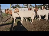 Goats (batch, sex not specified), Boer goat — photo 1