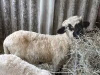 Ram, Valais Blacknose sheep — photo 2
