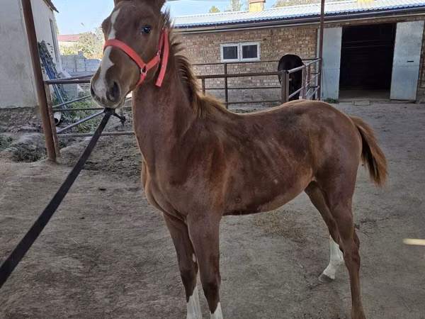 Horse (M), Thoroughbred horse
