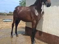 Faras, Nonius horse — sawirka 2