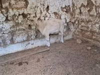 Cabra, Russian White goat — foto 1