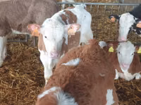 Cattle (batch, sex not specified), Cattle — photo 3