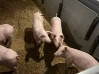 Boar — photo 1