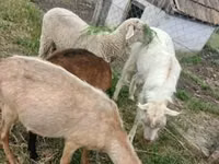 Dume la kondoo, Merino sheep — picha 2