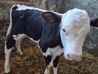 Cow, Russian Black pied cattle — photo 2