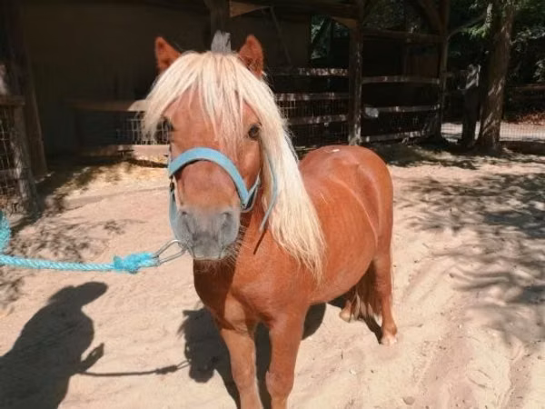 Farasi dume, Shetland Pony