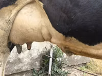 Cow, Russian Black pied cattle — photo 7