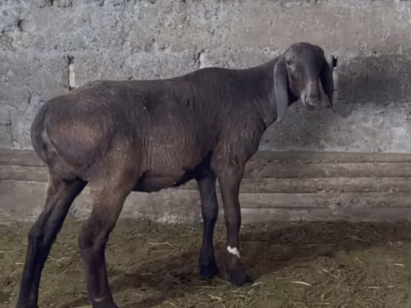 نعجة, Arashan sheep