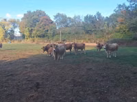 母牛, Partenaise cattle — 照片 5