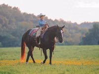 Horse (M), Quarter Horse — photo 4