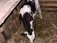 Bulle, Holstein-Rasse — Foto 3