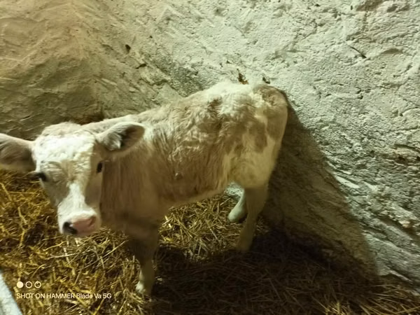Bull, Cattle