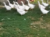 Geese — फ़ोटो 1