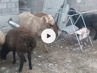 Ido, Sheep — sawirka 5