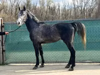 خيول (دفعة، الجنس غير محدد), Lipizzaner — الصورة 6