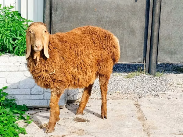 公羊, Hissar sheep