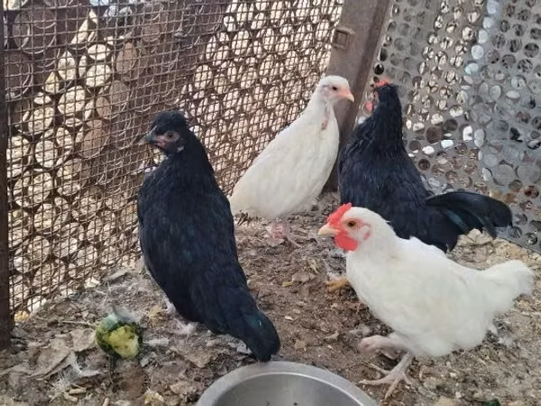 Chickens