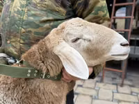 Ram, Sheep — photo 6