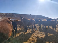 马匹（批次，未指定性别）, New Altai Horse — 照片 6
