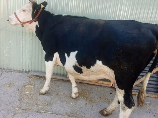 Cow, Hereford