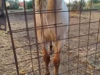 Caballo, Welsh Cob — foto 4