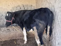 गाय, गोलस्टीन नस्ल — फ़ोटो 5