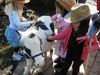 Horse (M), Miniature horse — photo 3