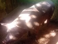 Sow, Pigs — photo 6