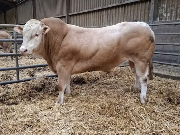 Toro, Blonde d’Aquitane cattle
