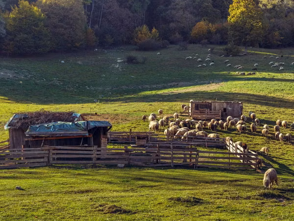 母羊, Sheep