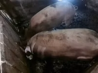 Doofaar lab, Pigs — sawirka 2