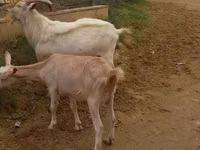 Goats (batch, sex not specified), Goats — photo 5