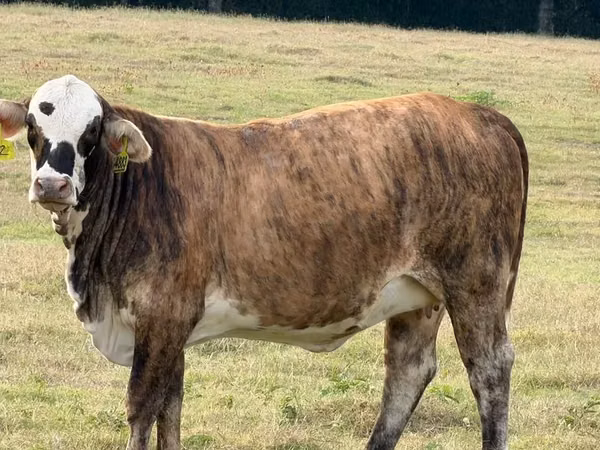 Cow, Braford