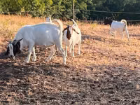 Goat, Boer goat — photo 7