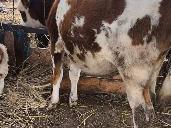 सांड, Simmental cattle
