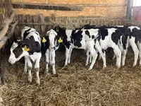 Toro, Russian Black pied cattle — foto 7