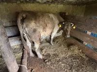 Vaca, Ganado vacuno — foto 1