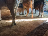 Vaca, Ganado vacuno — foto 1