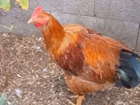 Plymouth Rock — Foto 4