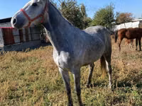 公马, Horses — 照片 5