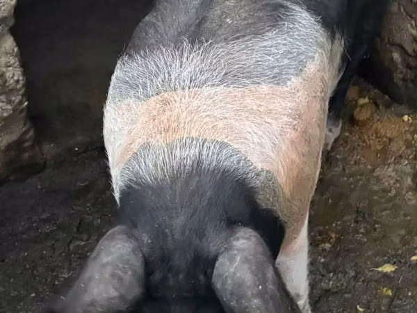 公猪, Pigs