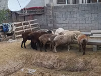 公羊, Kazakh meat-wool sheep — 照片 4