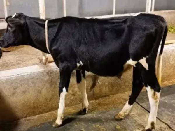 公牛, Holstein breed