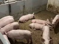 सूअर (लॉट, लिंग निर्दिष्ट नहीं) — फ़ोटो 2
