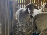 Sheep, Merinoland sheep — photo 2