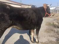 Cow, Swiss cattle — photo 4