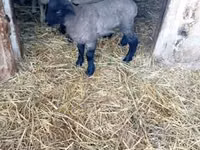 भेड़, White Suffolk sheep — फ़ोटो 1