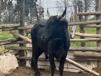 Bull, Nguni cattle — photo 2