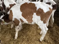 Ng'ombe dume, Simmental cattle — picha 4